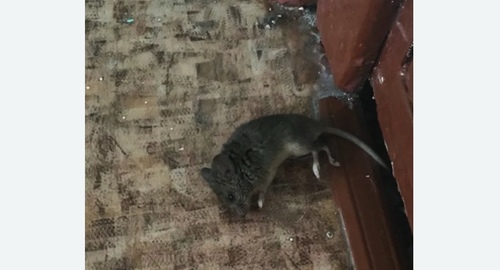 Дезинфекция от мышей в Тольятти